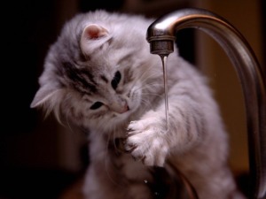水道と猫
